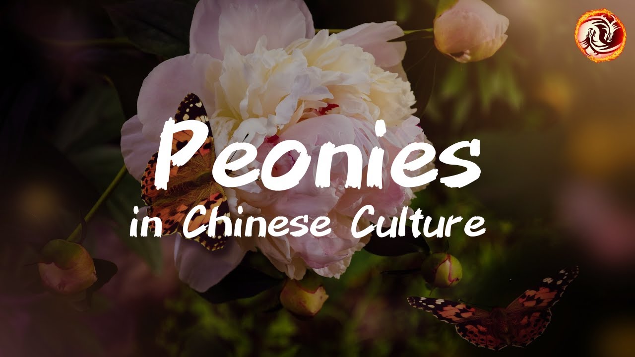 Peonies in Chinese Culture: Symbolism, History, and Feng Shui Secrets
