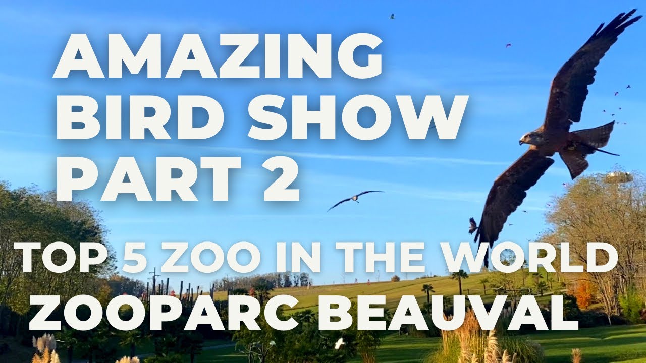 📍🇫🇷 ZOOPARC BEAUVAL BIRD SHOW PART 2