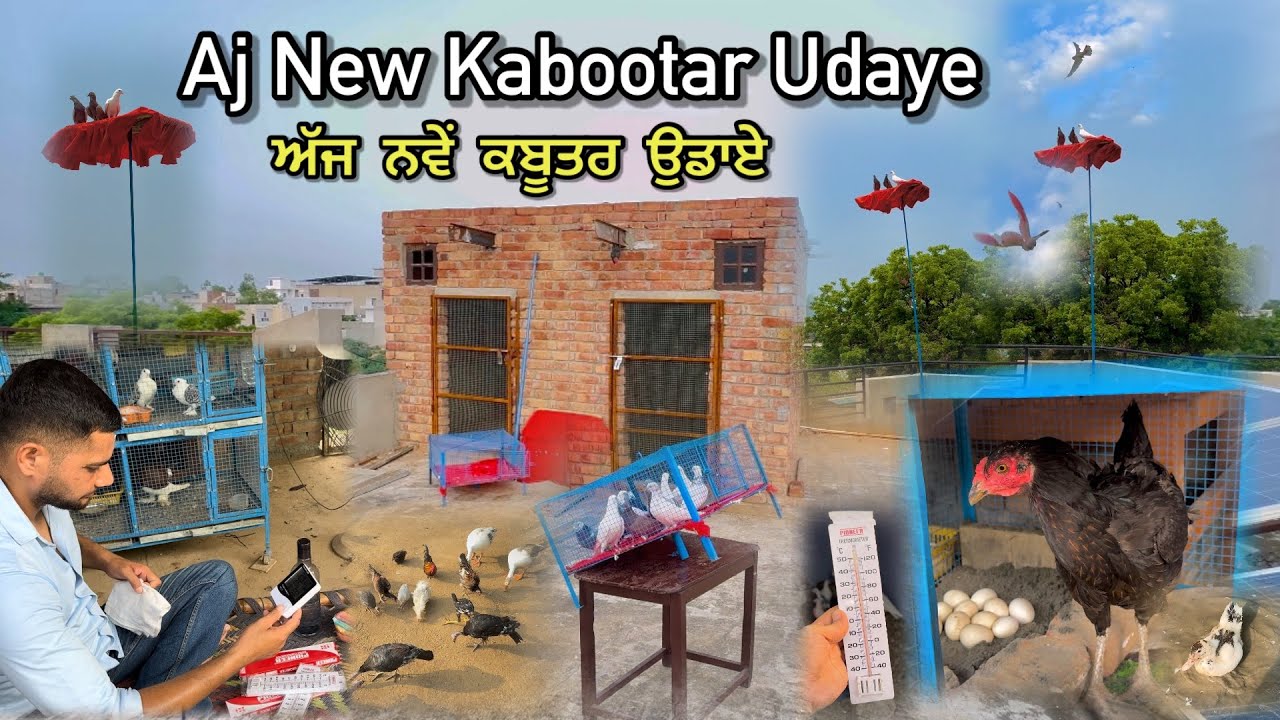 ਅੱਜ ਨਵੇਂ ਕਬੂਤਰ ਉਡਾਏ 🕊️|| Aseel ਸੇਵਾ ਬਿਠਾਤੀ || ਖੁੱਡਿਆਂ ‘ਚ’ Thermometer ਲਾਤੇ || #kabootar