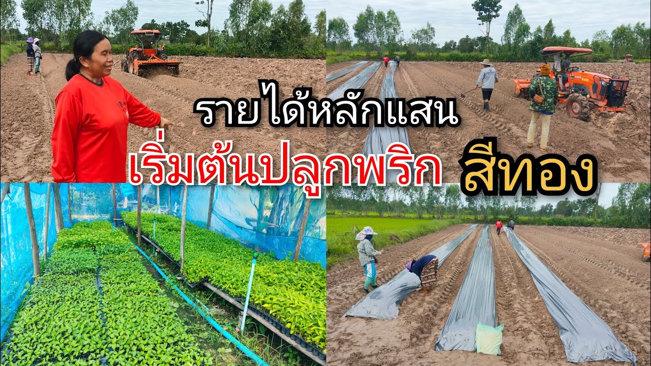 เริ่มปลูกพริกเงินแสน พริกพันธุ์สีทอง พริกพื้นบ้านสกลนคร ขายดี