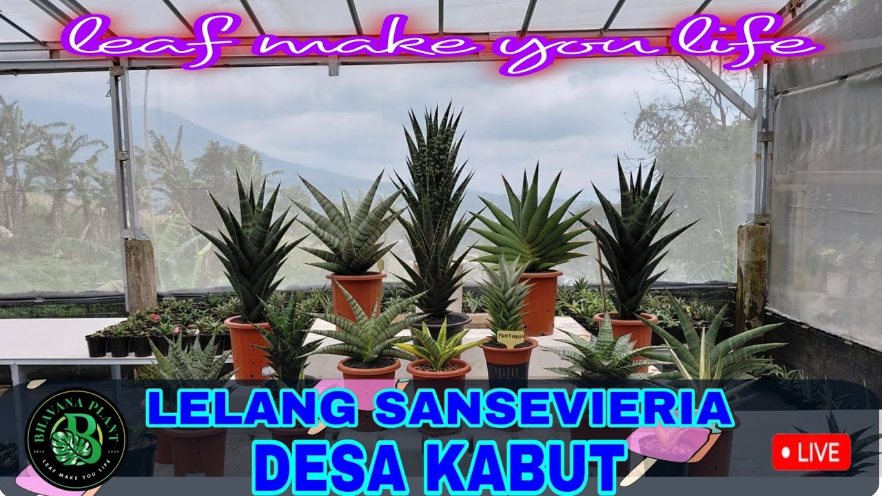 Bhavana plant sedang live LELANG SANSEVIERIA dari Desa Kabut Wonosobo #sansevieria #sanselovers