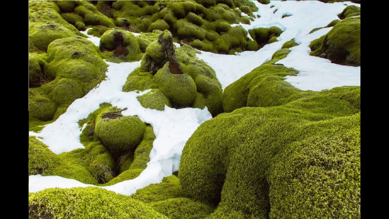 Plantas que prefieren el agua fría