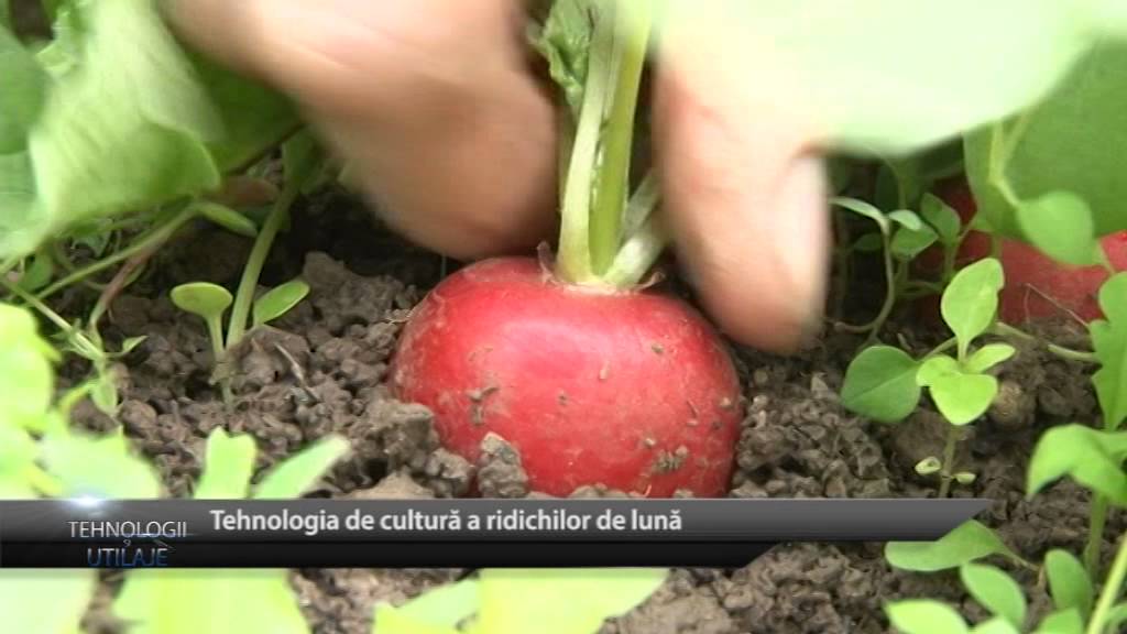 Cultura de ridichi - de la A la Z