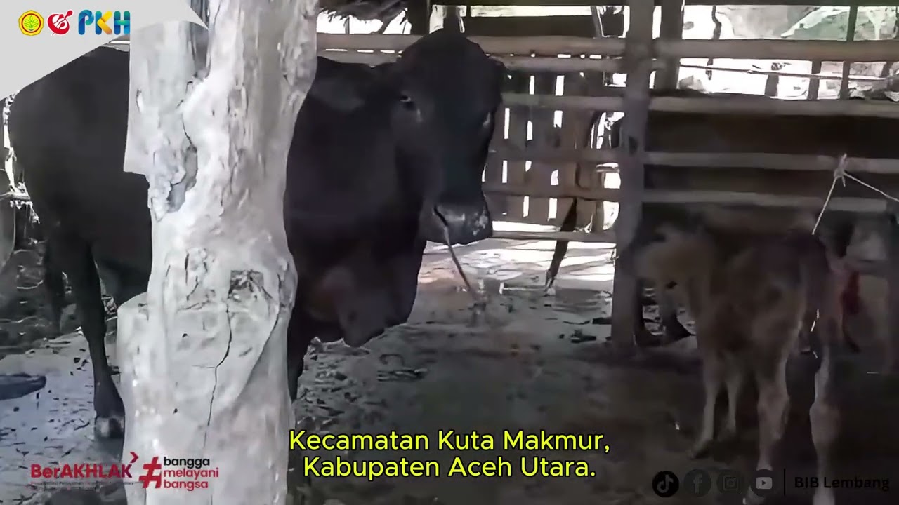 Lahir Pedet Jantan Ichiryuno di Aceh Utara: Bukti Keunggulan Genetik IB