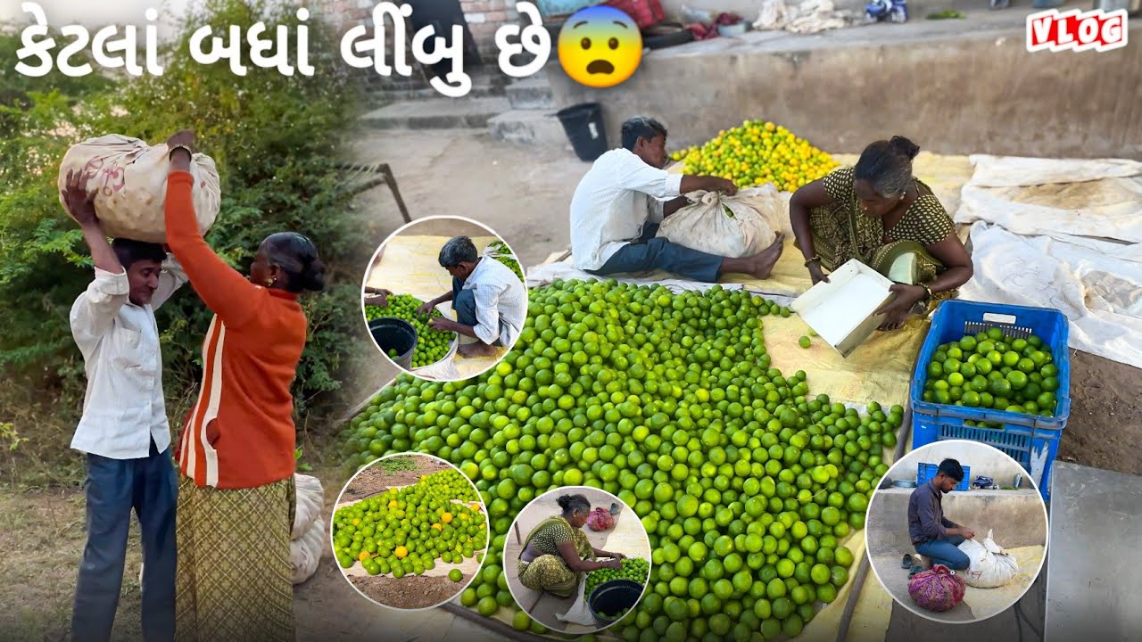 આજના લીંબુ કેટલાં બધાં લીંબુ છે 😨 Lemon Vlog Lemon Farming kamo Lifestyle vlog #vlog #Lemons