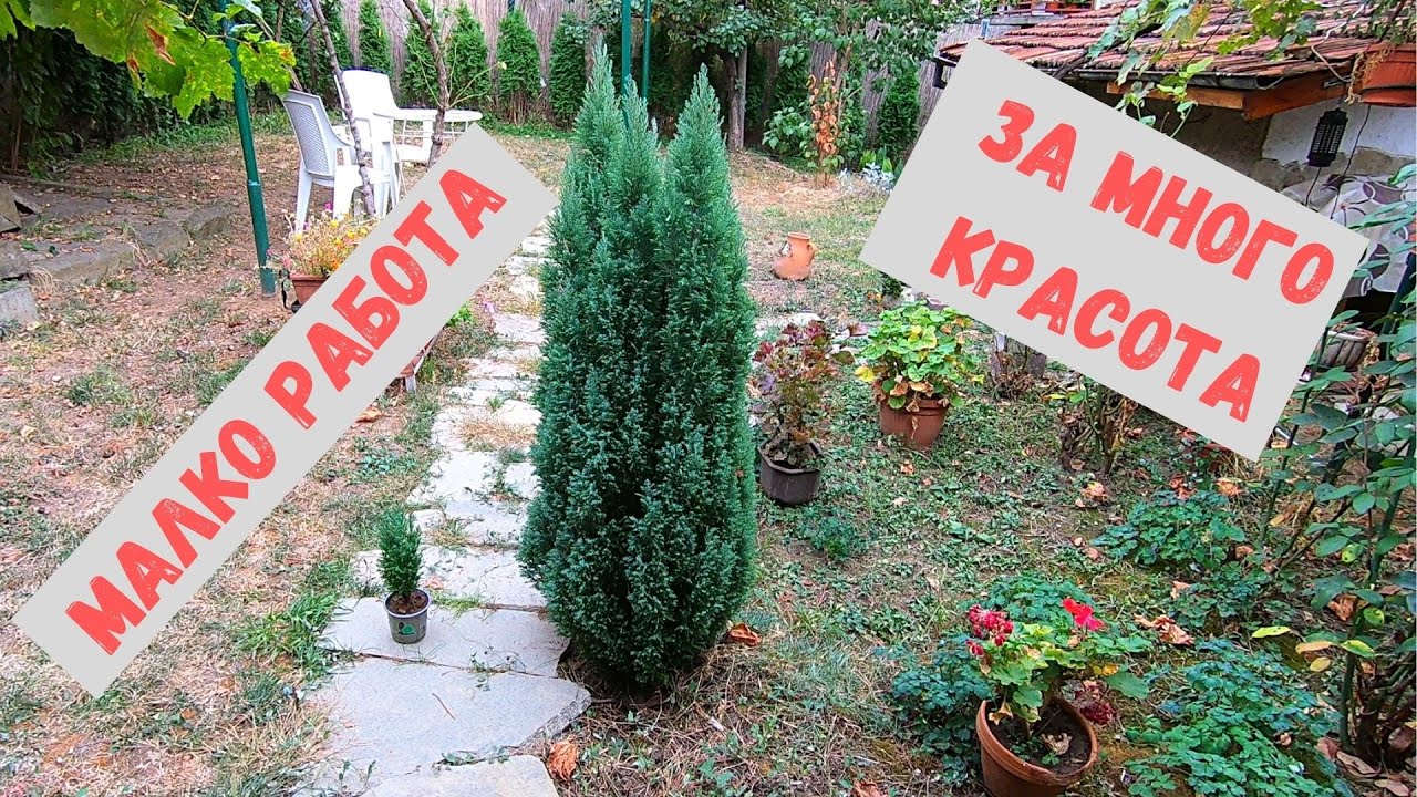 Как да разкрасим градината... Конифер е добър избор