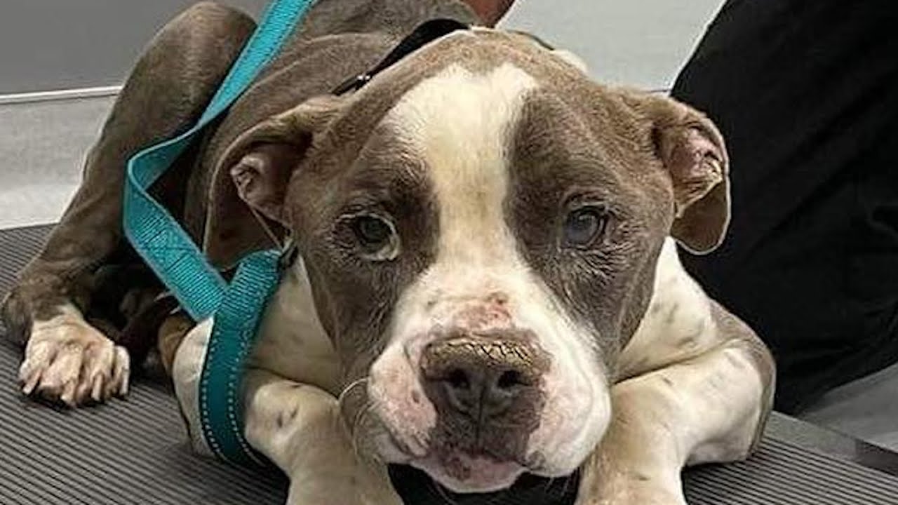 Terrified shelter dog is unrecognizable now