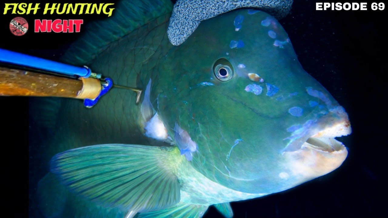 BUMPHEAD FISH! NIGHT SPEARFISHING EPISODE 69 | FISH HUNTING NIGHT 