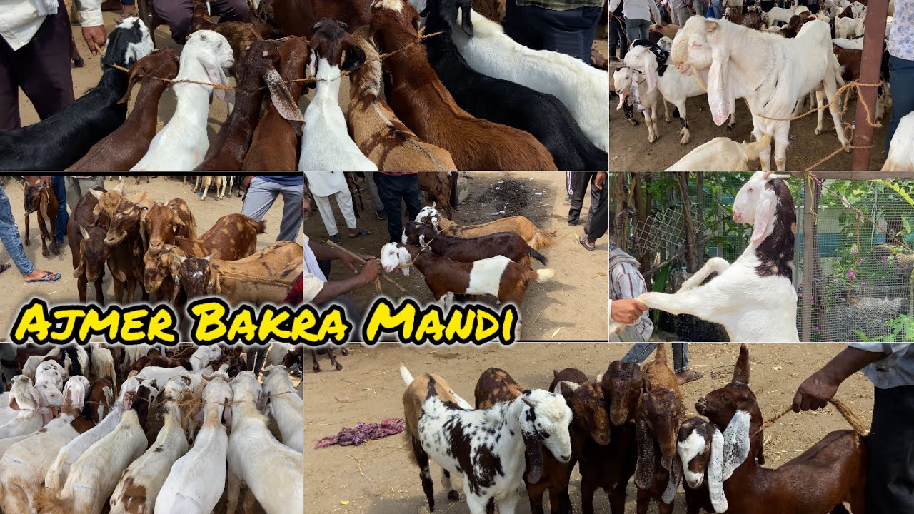 2 AUGUST SATURDAY AJMER BAKRA MANDI LIVE UPDATE GOAT MARKET COVER WITH PRICE RAJASTHAN BIGGEST MANDI