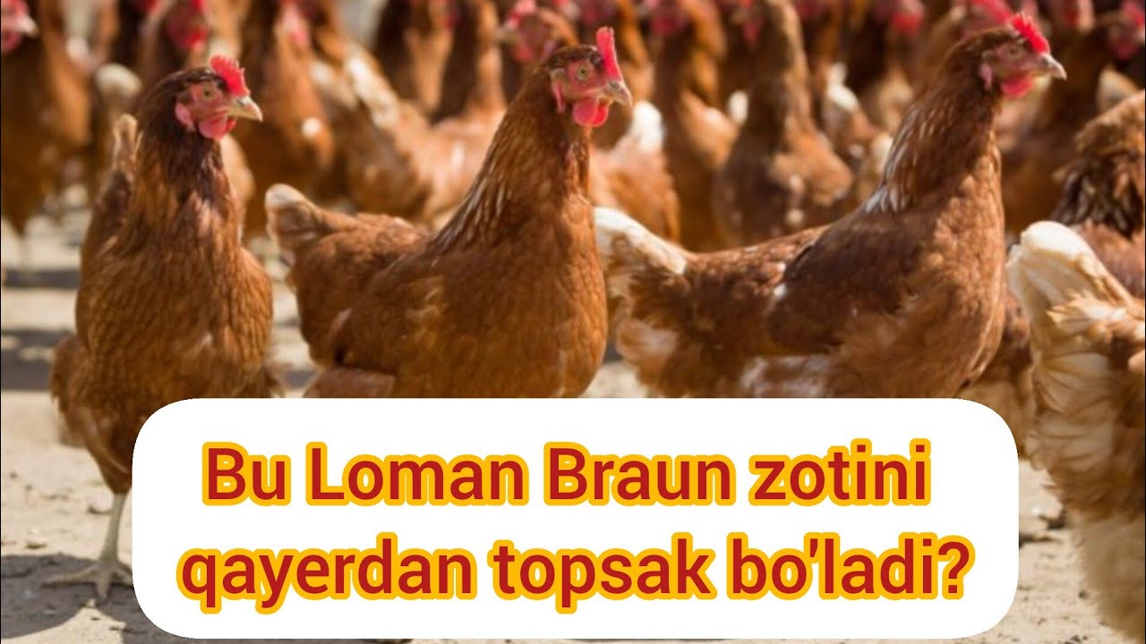 LOMAN BRAUN TOVUQLARI XAQIDA BARCHA MALUMOTLAR
