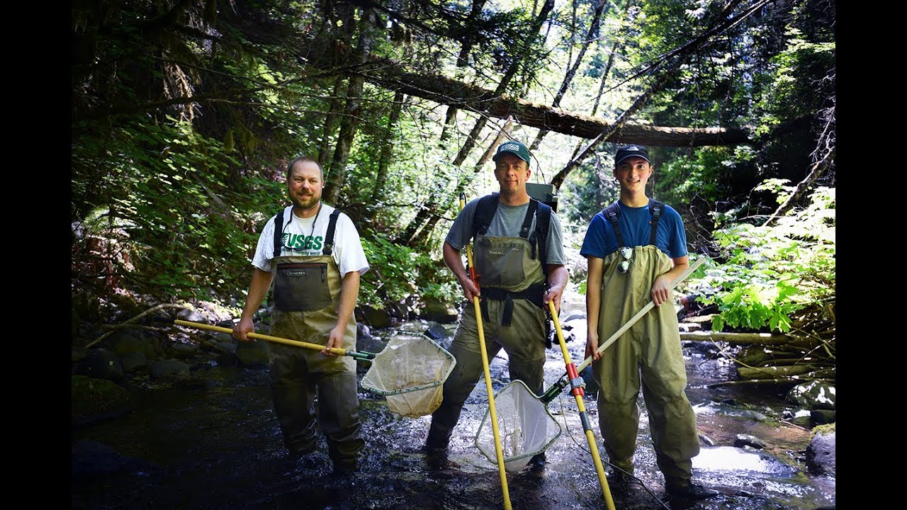 Fish return to White Salmon River