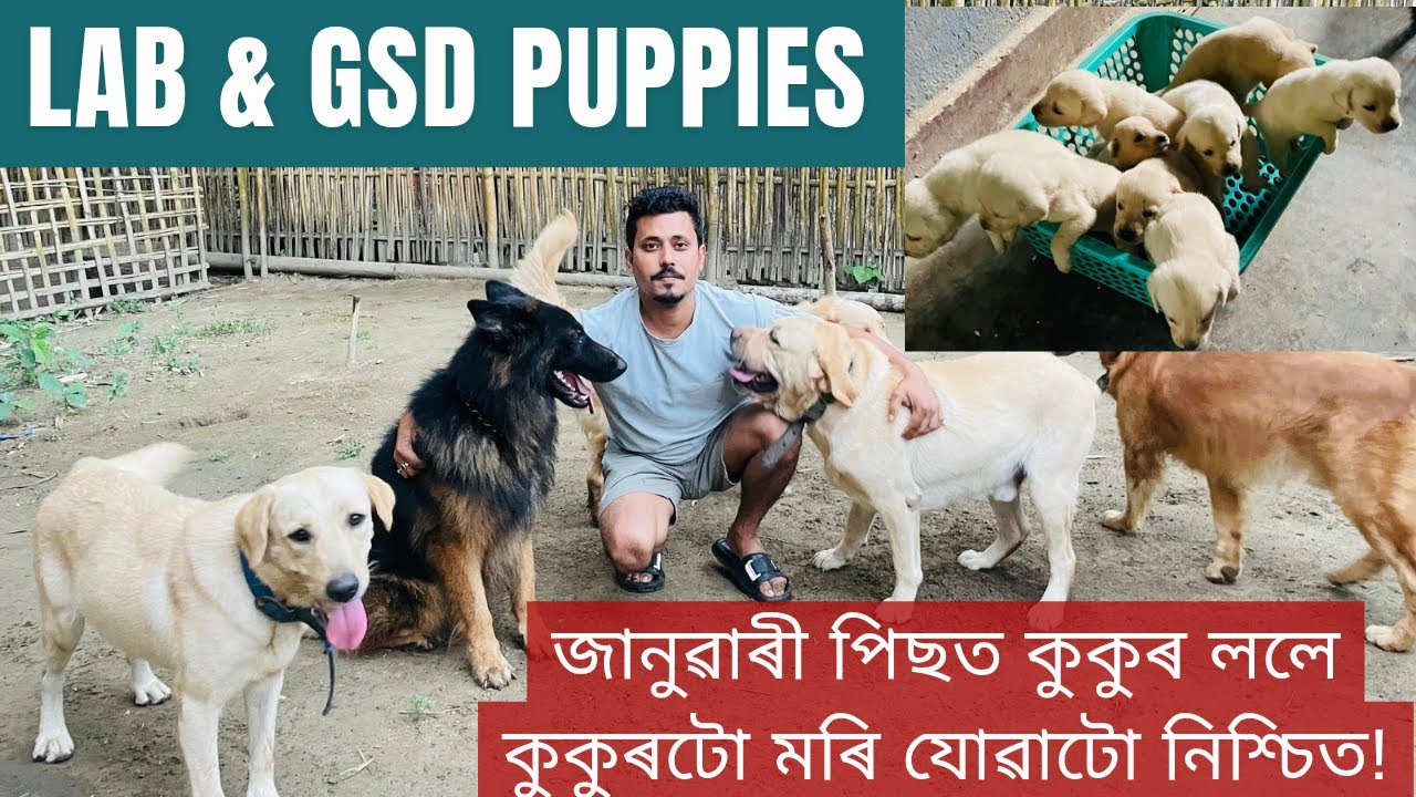 Lab & GSD Puppies Have Arrived 🎊🐶If You Get A Dog After January The Dog Will Die