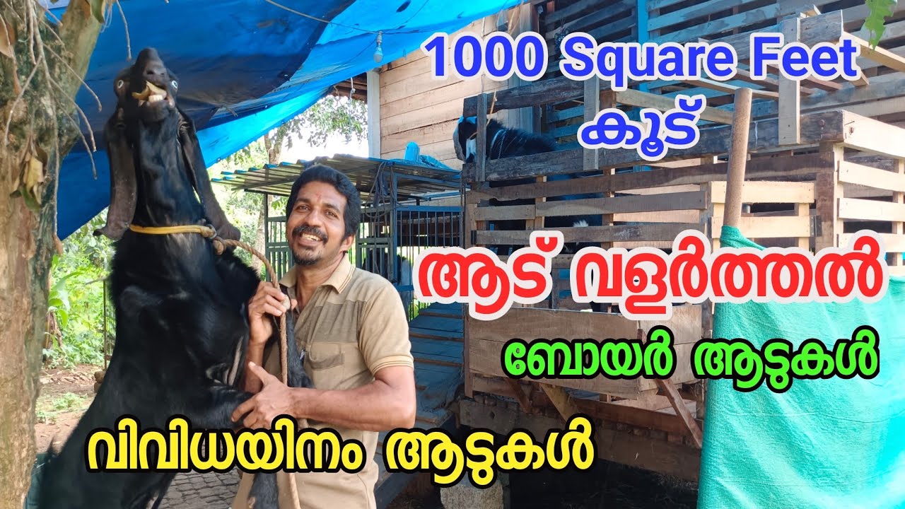 ആട് വളർത്താം | ആട് വളർത്തൽ ആദായകരമാക്കും  | Goat Farming Tips in Kerala | Aadu Valarthal | ആട്