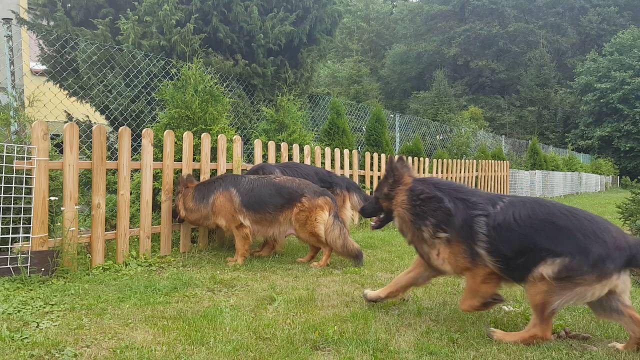 Aragorn Wadera Kristo FCI oraz Gewra Vanos Poland (ta czarna ) oraz Fostin Eldorado