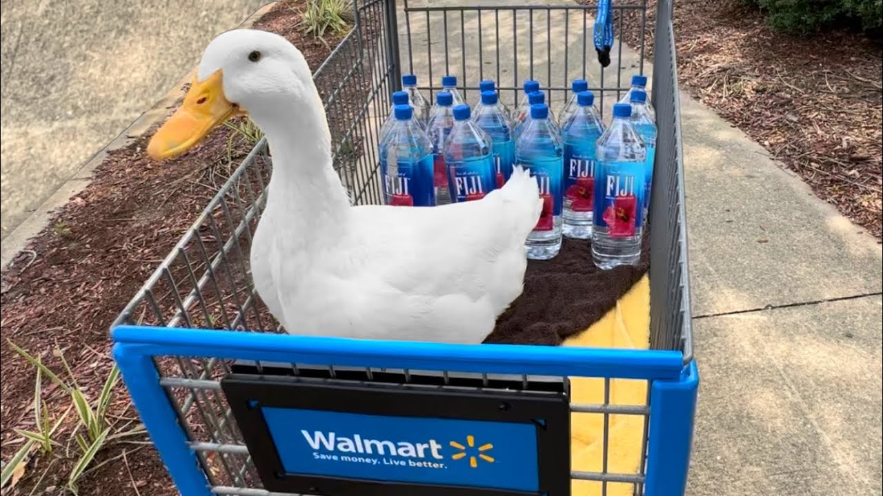 I took my duck to Fiji