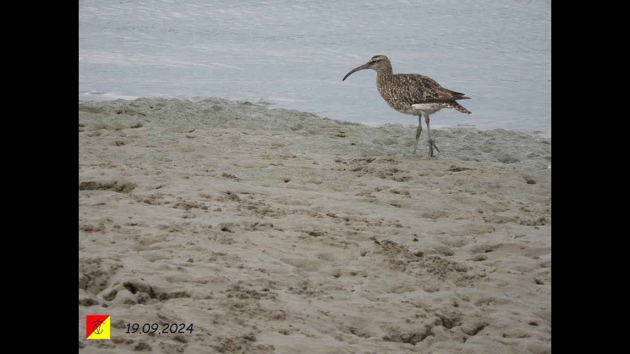 Parque Natural Bahía de Cádiz, Pinar de La Algaida (19.09.2024)