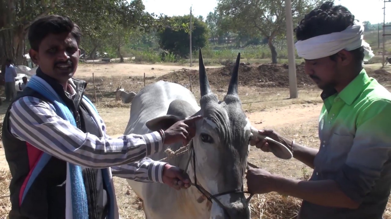Haveri farmers explains on how to train bulls for hori habba