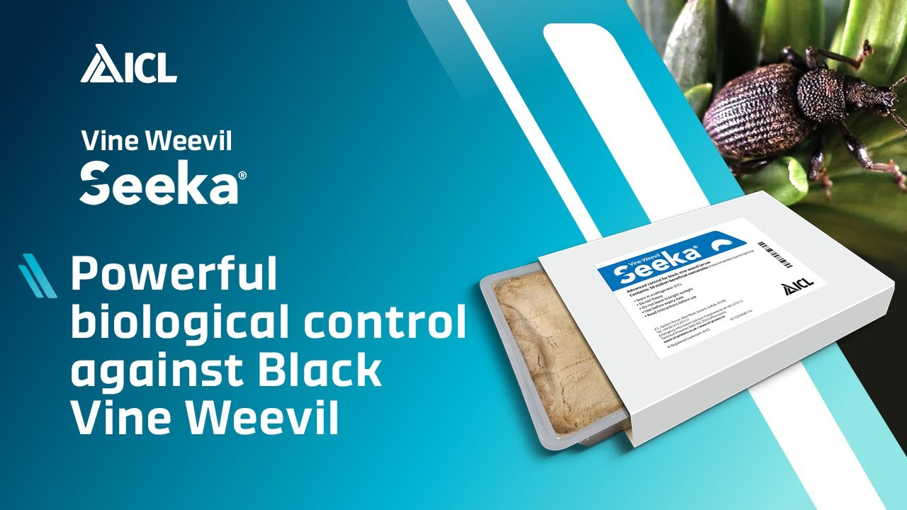 Vine Weevil Seeka | ICL Professional Horticulture