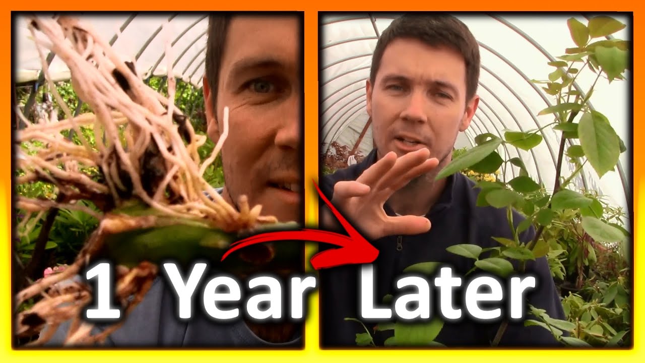 How to Grow Roses From Cuttings Fast and Easy (Part 4) 1 Year Update!