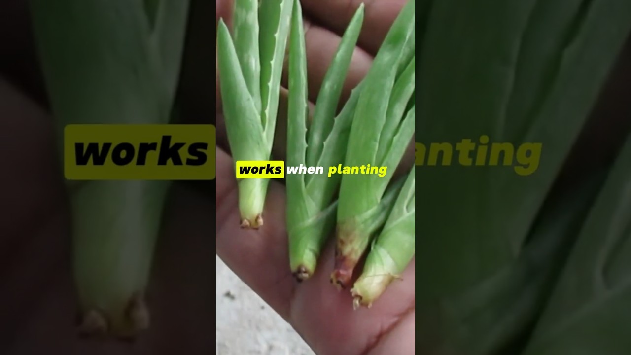 Aloe vera pups without roots