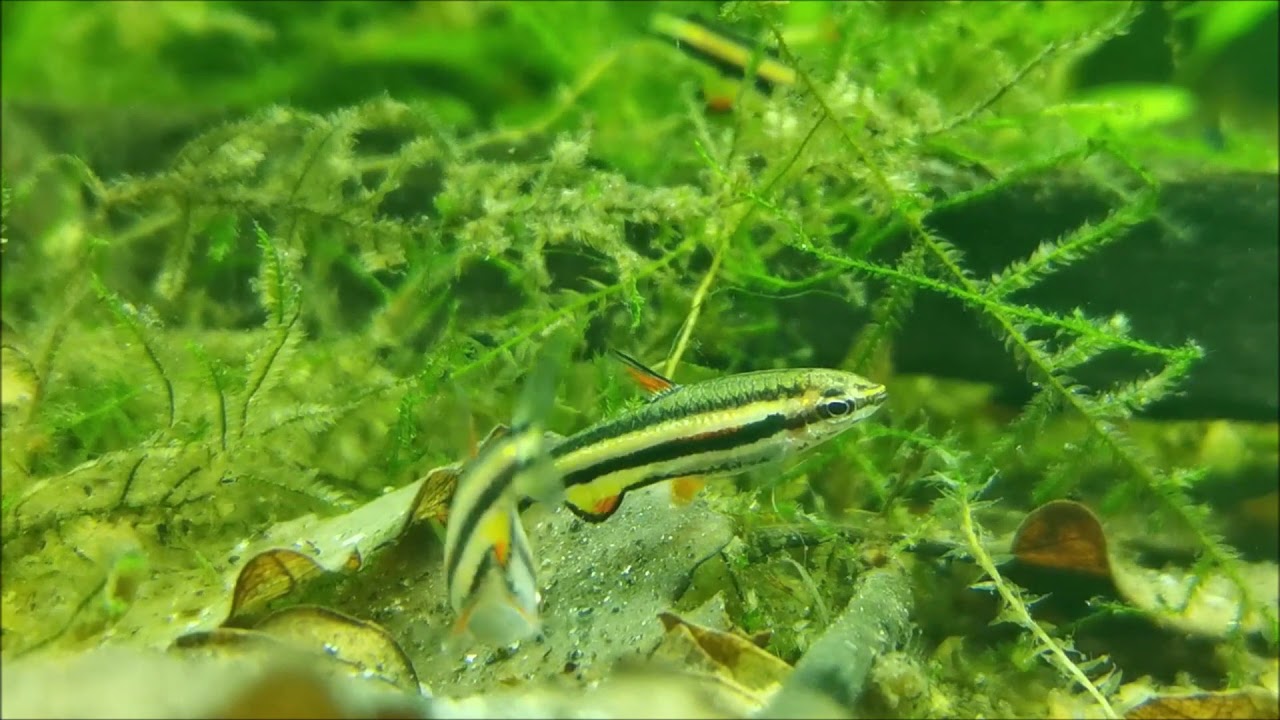 Nannostomus marginatus wild looking for food
