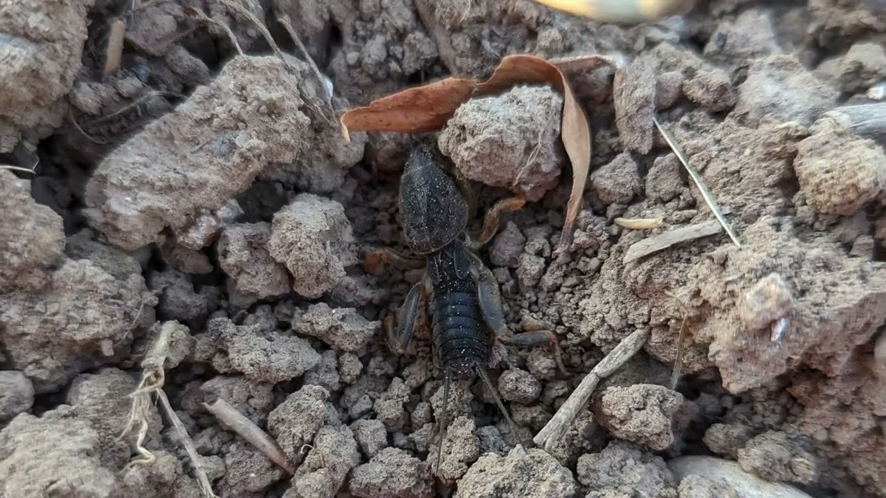 Die Europäische Maulwurfsgrille (Gryllotalpa gryllotalpa). Langfühlerschrecke auch Werre genannt.