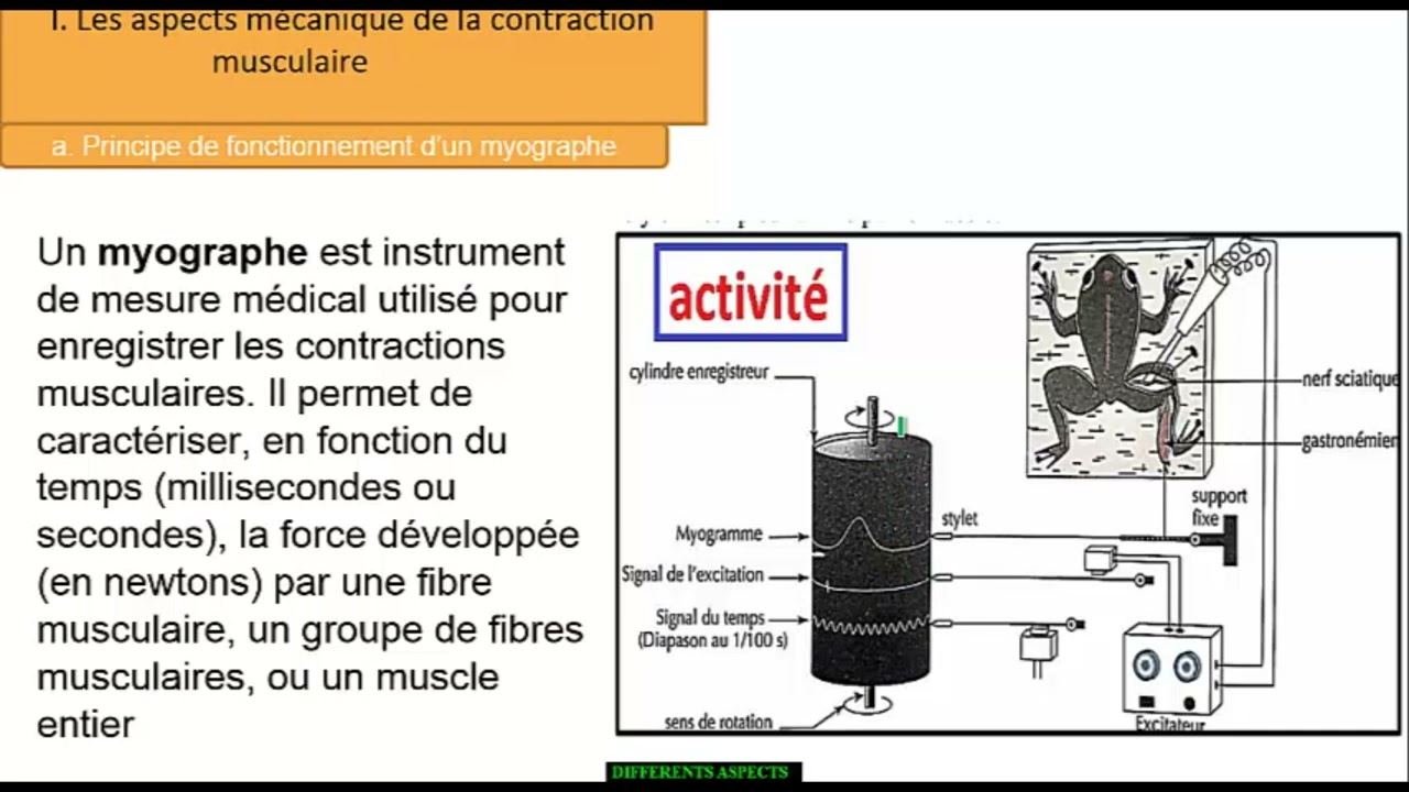 SVT_TS_Les Différents Aspects Du Fonctionnement Du Muscle Squelettique_Partie_1