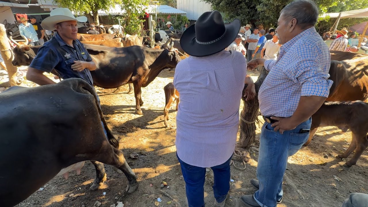 Mira lo que pasó con la vaca de 30 botellas no lleno las espectativas y se arrepintió el comprador 