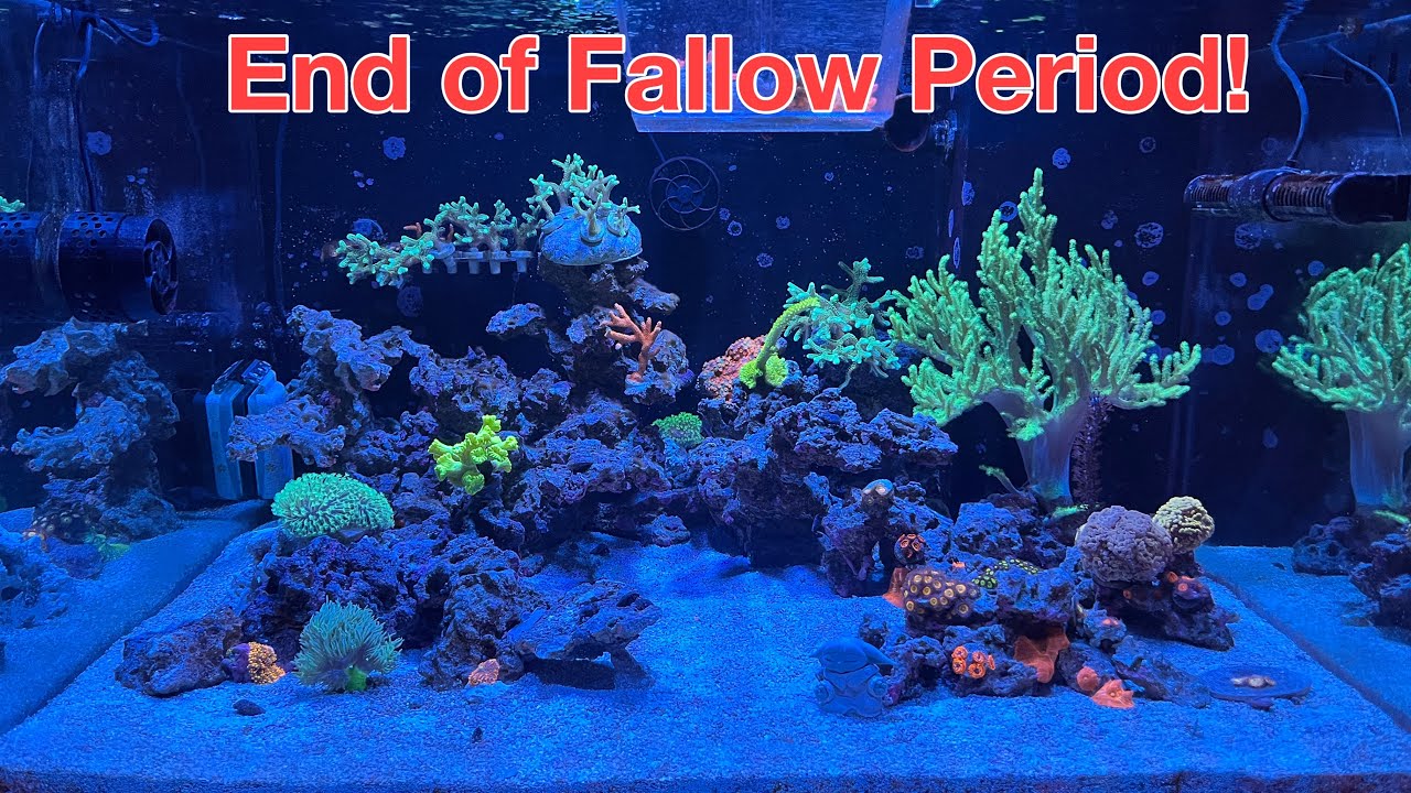 Reef Tank End of Fallow Period, Re Aquascape & Fish! Bye Bye Saltwater Ich & Marine Velvet!
