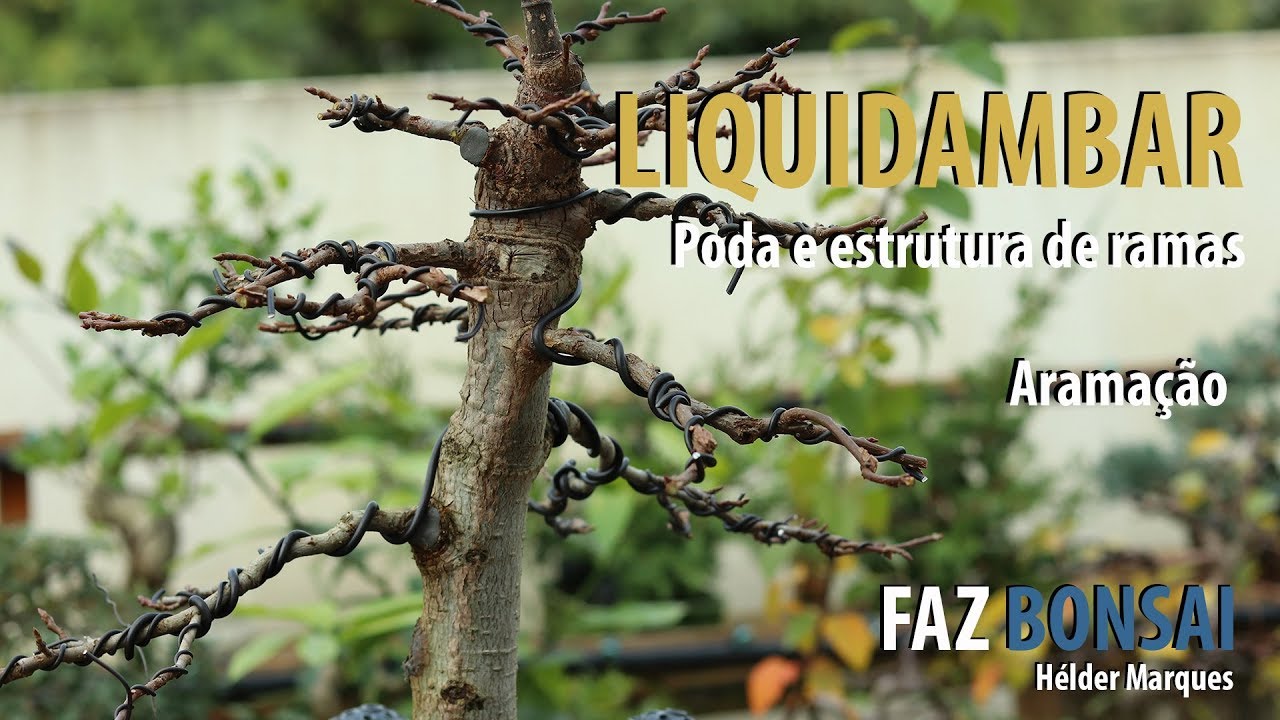 LIQUIDAMBAR - Poda,  estrutura de ramas e aramação