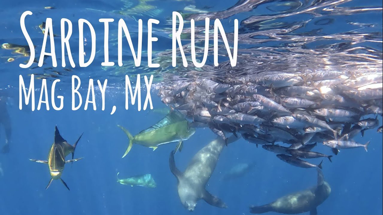 RAW NATURE @ Magdalena Bay Sardine Run! Marlins, Mahis, Sea Lions & WHALES! 4K 🎵 Nic Fanciulli&Butch