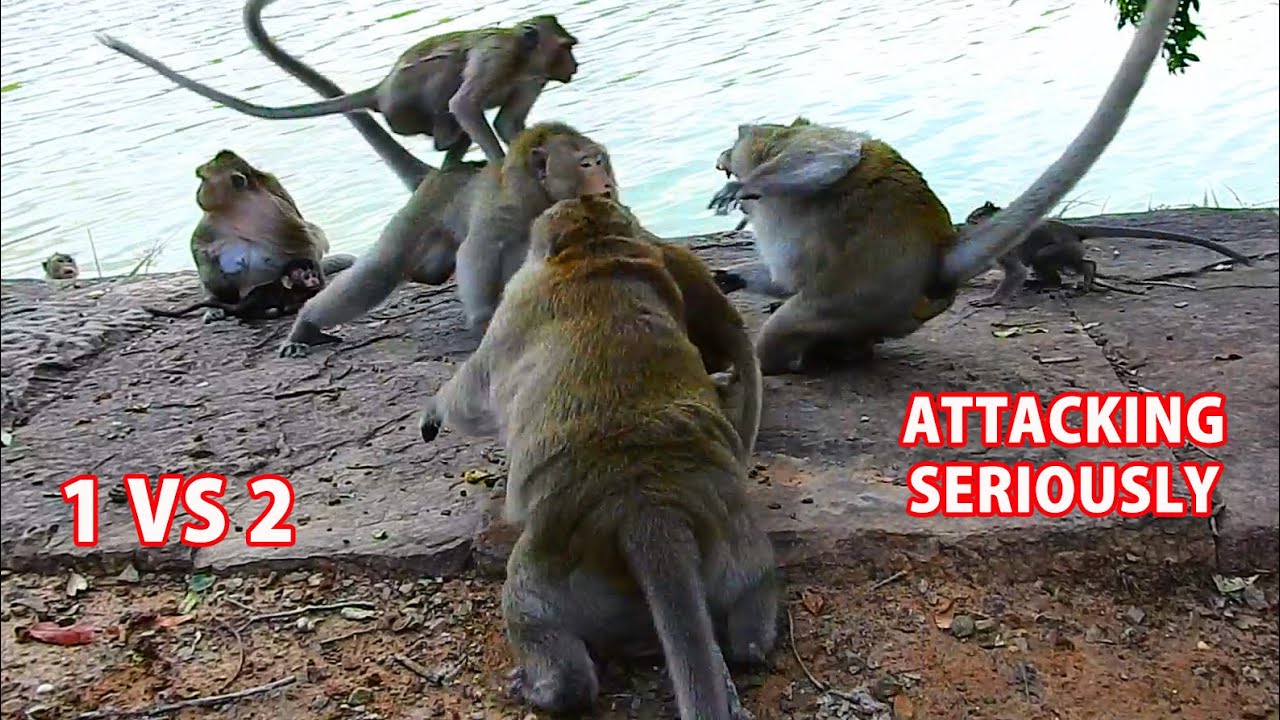 OMG ! HORRIBLE...HORRIBLE 1 VS 2 || SOMSON ATTACKING SERIOUSLY WITH KING FLUFFY & BALU