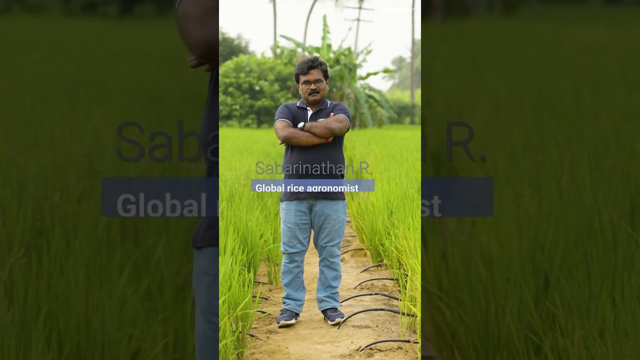 Growing More, Earning More: How Drip Irrigation Transforms Rice Farming