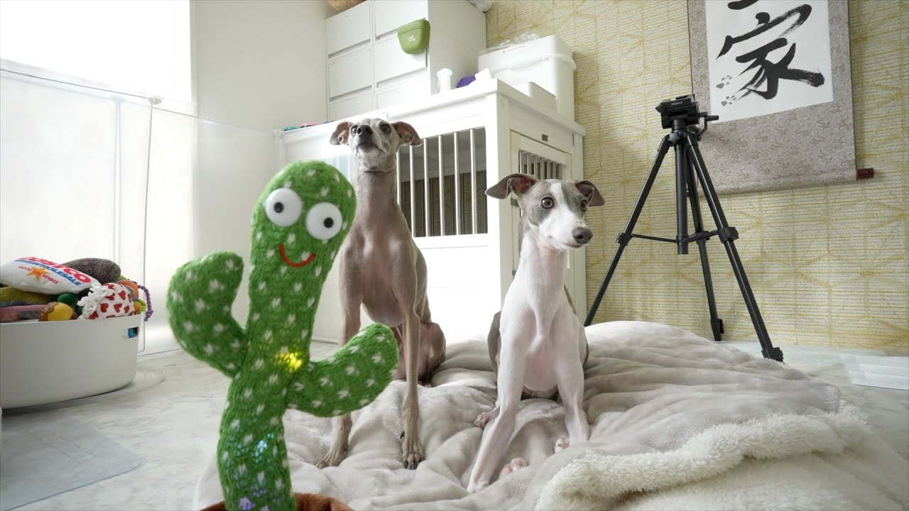 ダンスが上手なお友達に動揺を隠せない愛犬達www
