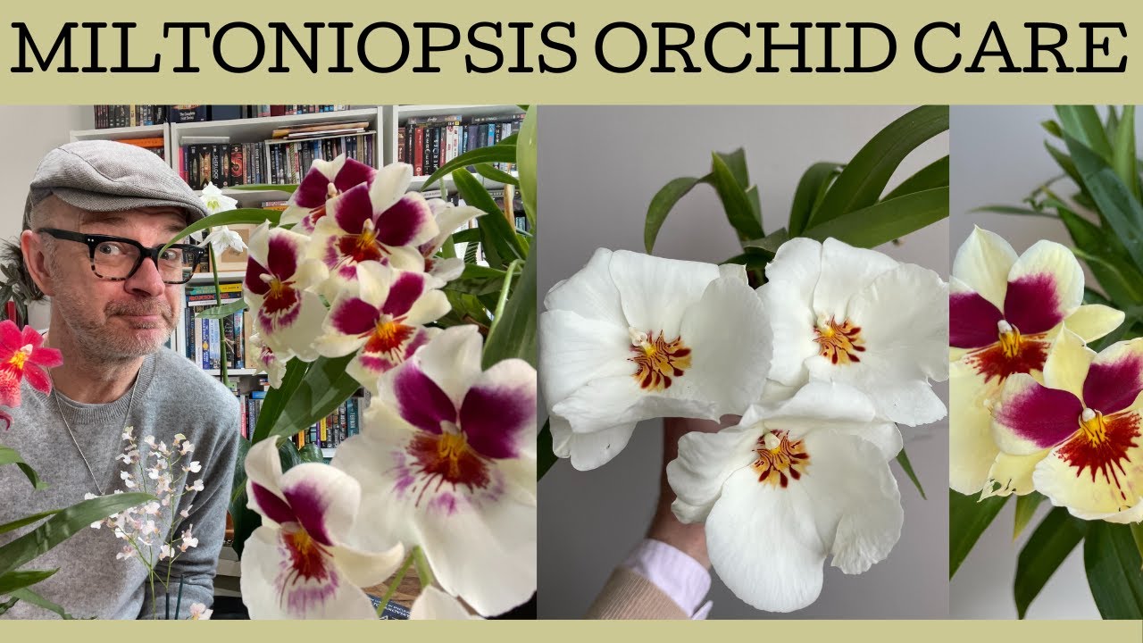 How to care for Miltoniopsis orchids - basic growing tips!