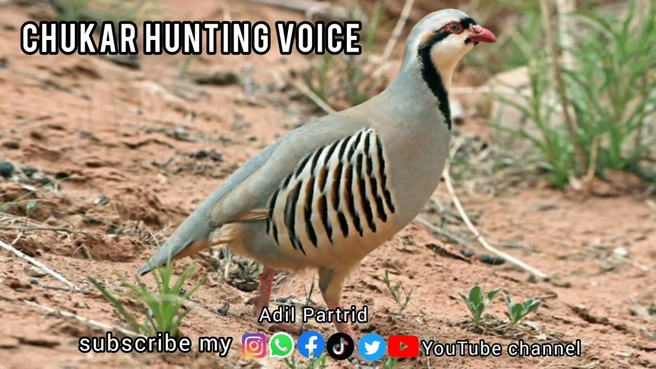Shikari Chukar ki awaaz | Chakar Hunting voice | Keklik Calling Sound #chukar #keklik #partridge 