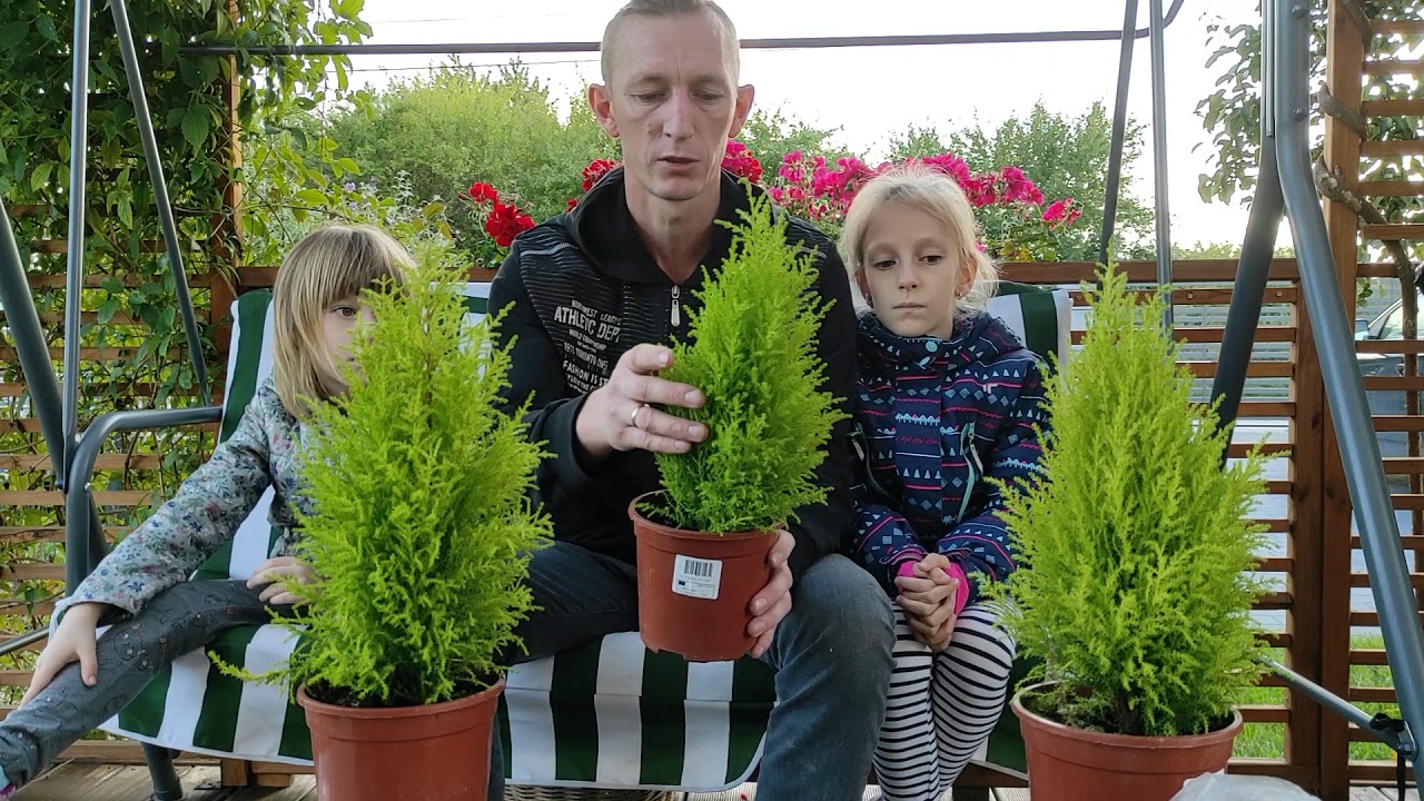 CYPRYS CZY JAŁOWIEC