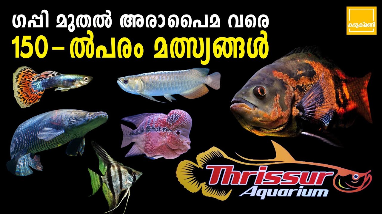 Biggest size aquarium fish | Aquarium fishes farming | fish farming malayalam | Thrissur aquarium