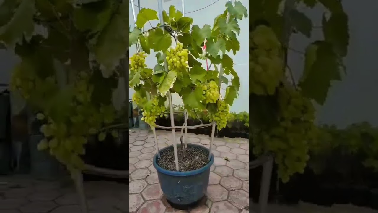 Tabulampot Anggur