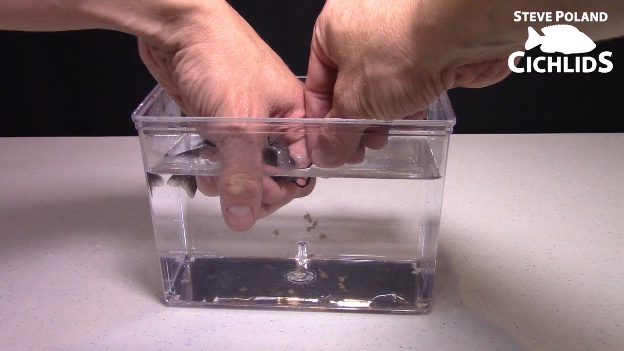 How to Strip African Cichlids and Move Into Egg Tumbler
