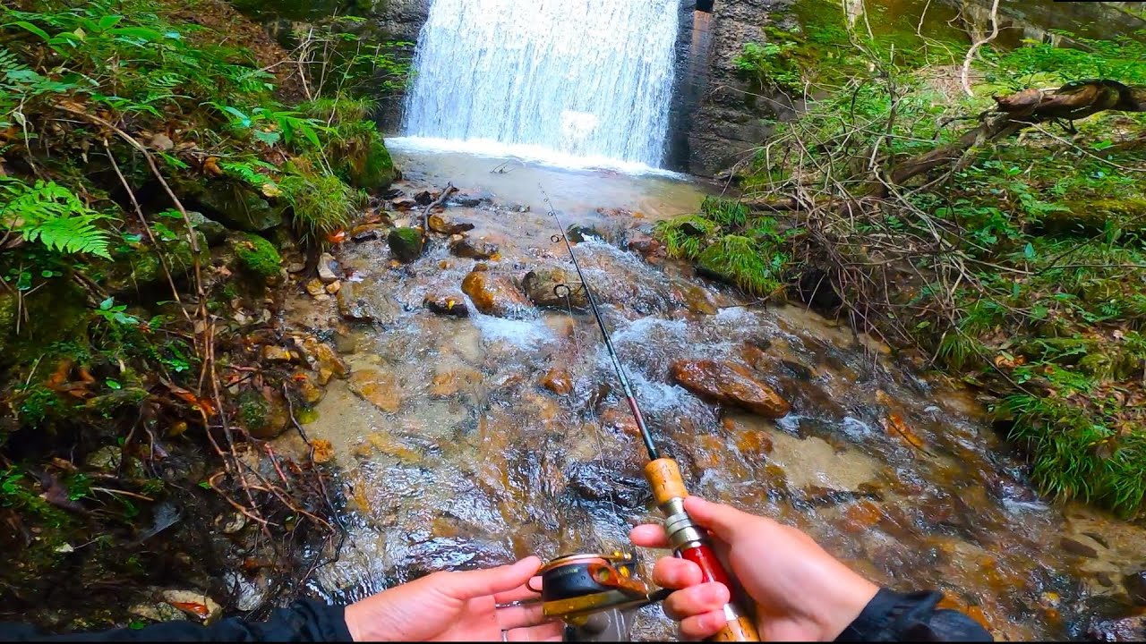 山奥の砂防ダムに、信じられないサイズの魚がいました。