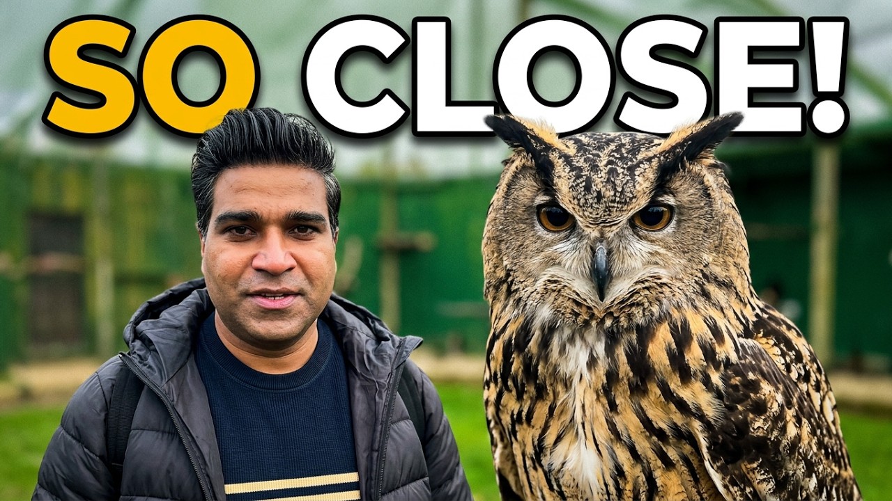 The British Bird of Prey Centre #carmarthen  #birds #wales  Episode 1