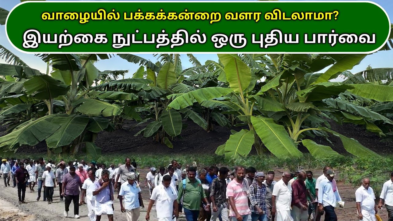 வாழையில் பக்கக்கன்றை வளர விடலாமா? இயற்கை நுட்பத்தில் ஒரு புதிய பார்வை | Banana Farming | Ponnuswamy