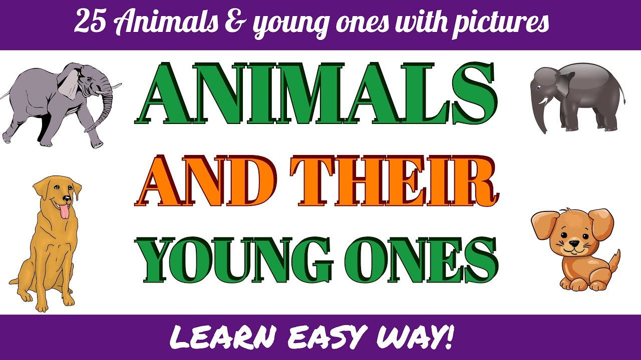 Animals and their Young Ones for kids | Young Ones of Animals | Animals and their Babies