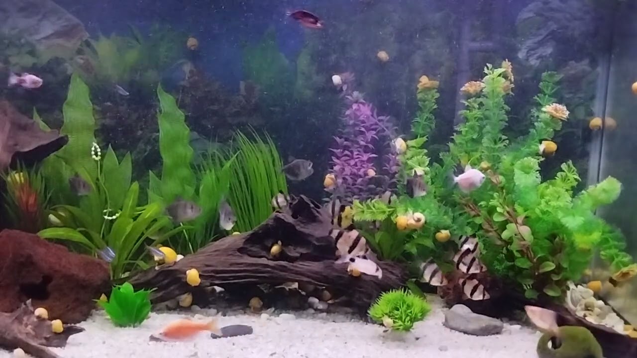 El Acuario del Rincón.