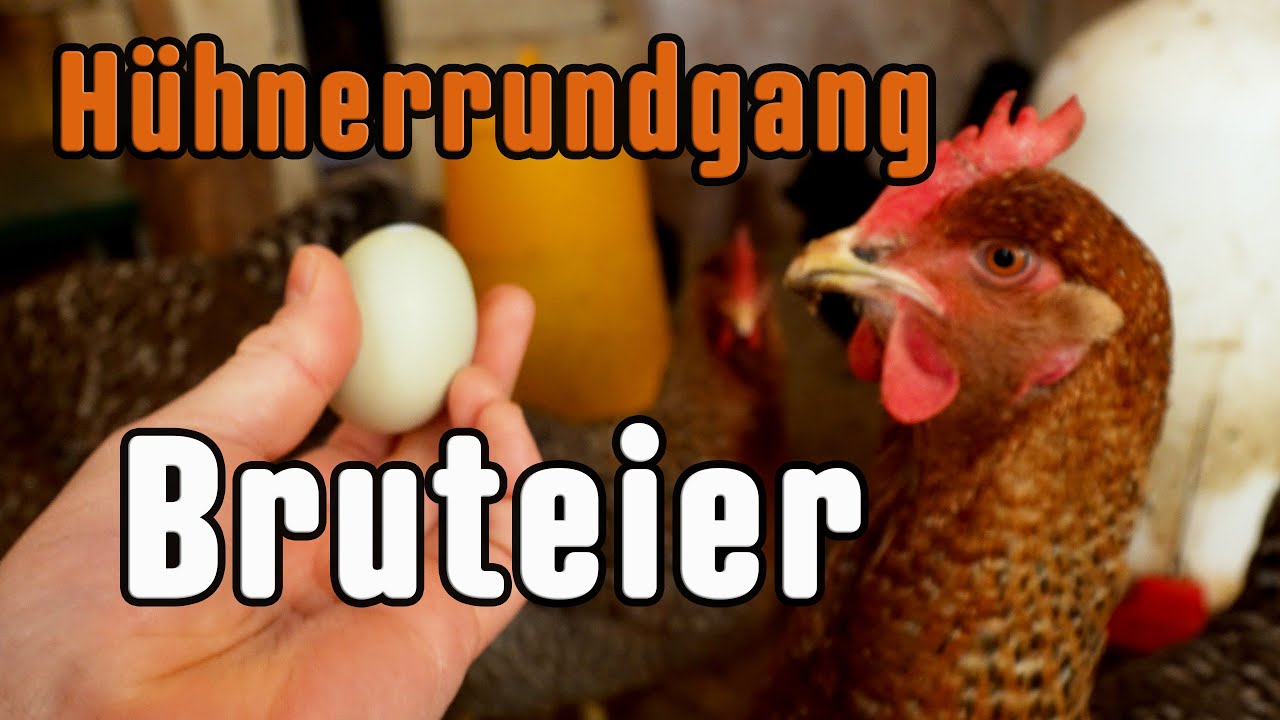 Bruteier Lagern: Temperatursch&auml;den bei unter 5&deg;C m&ouml;glich. H&uuml;hnerrundgang Ende Januar 2025
