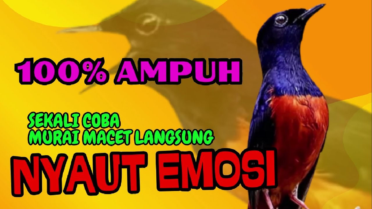 pancingan murai batu GACOR ampuh JADIKAN murai MACET nyaut EMOSI❗❗