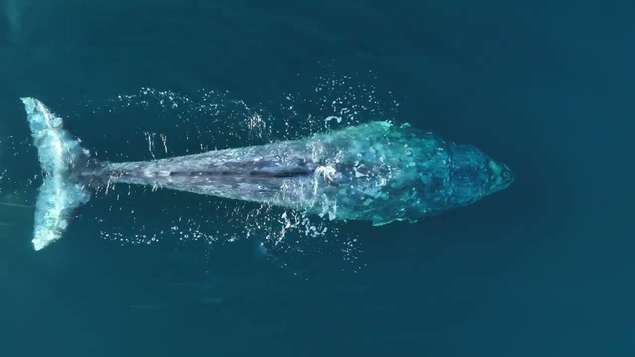 Gray Whale Peaceful Breath Riviera Luxury Sailing Charters