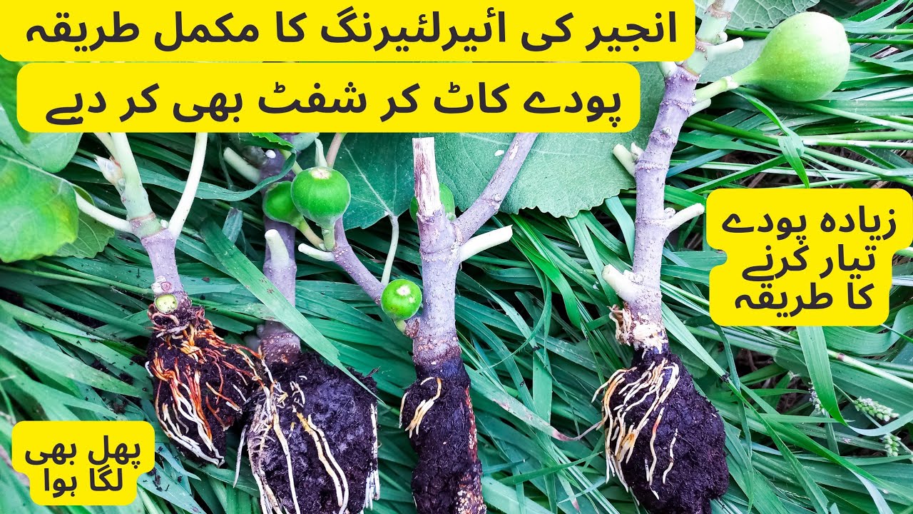 How To Propagate Fig Plant By Airlayering | Rare Garden