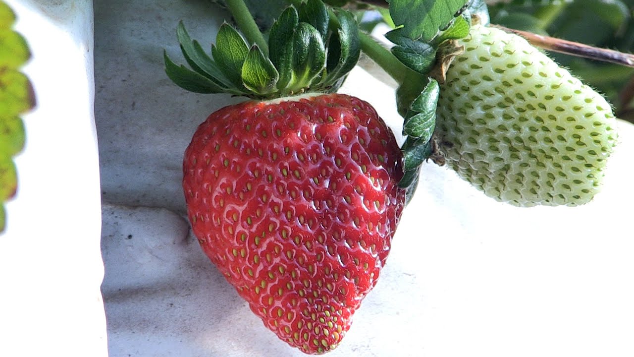 Estudo da Embrapa desenvolve nova variedade de Morango com diversos benefícios para produtor
